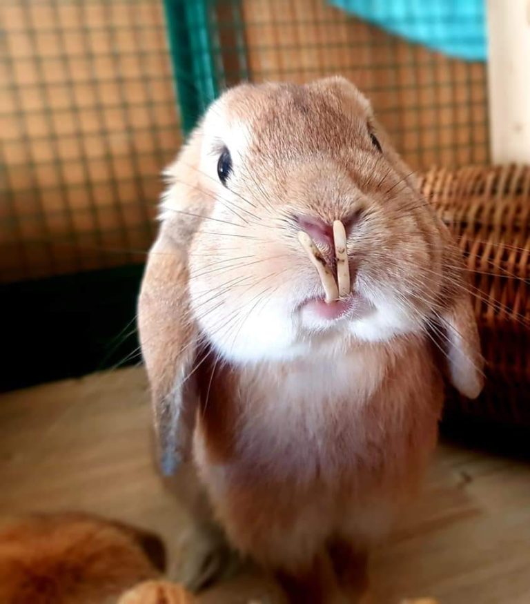 L’extraction des incisives chez le lapin vétérinaire am Bahnhof