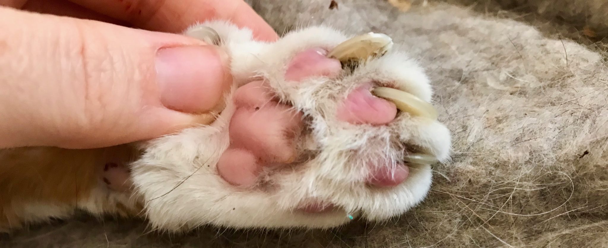 Couper les griffes de son vieux chat vétérinaire am Bahnhof