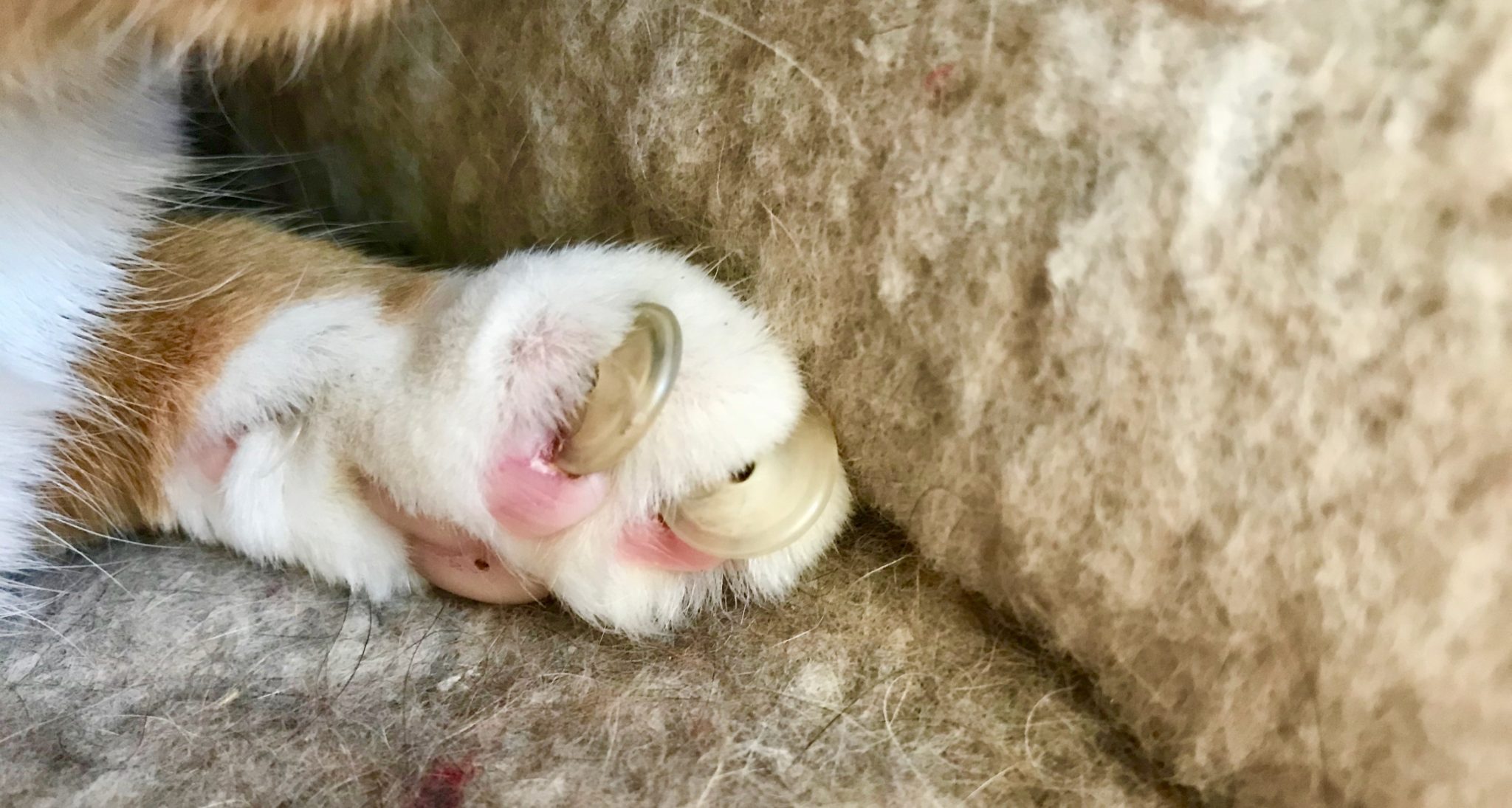 Der alten Katze die Krallen schneiden vétérinaire am Bahnhof