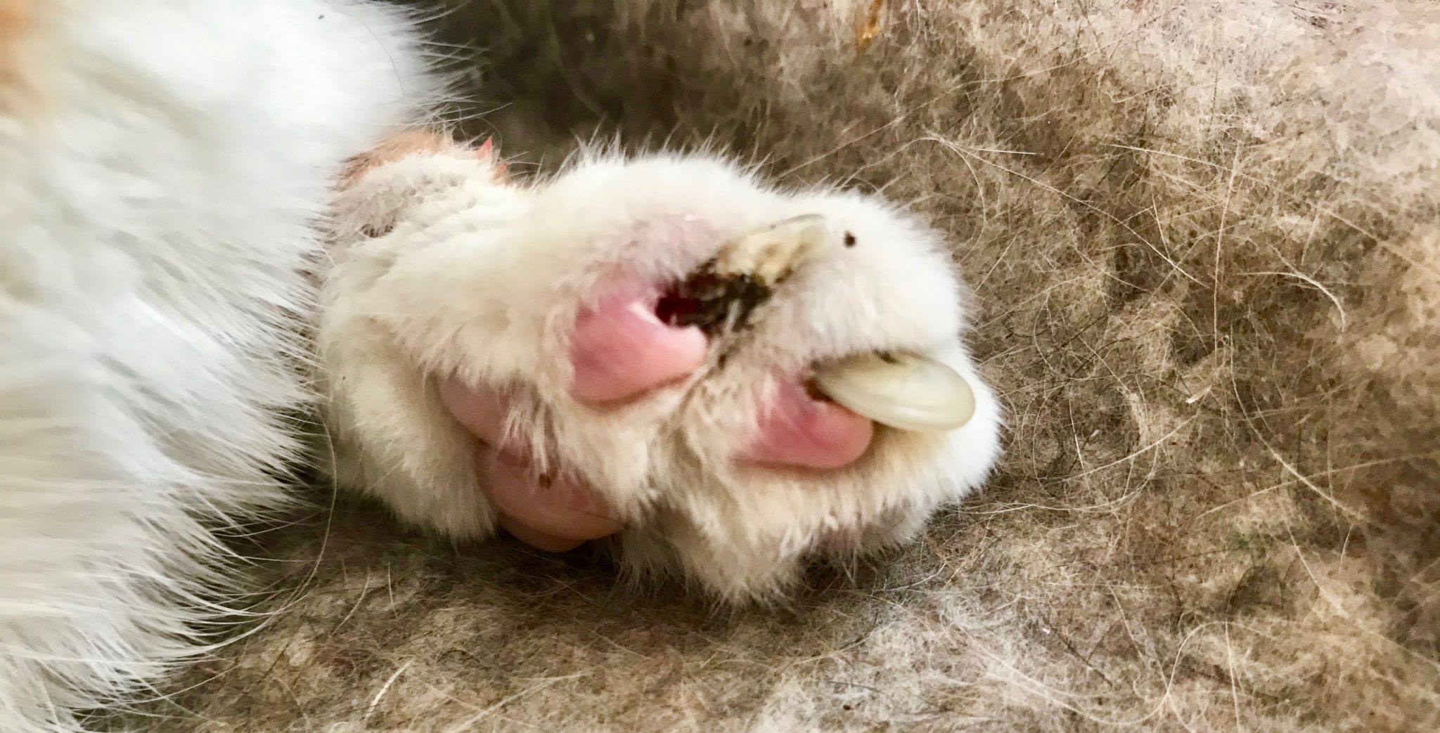 Der alten Katze die Krallen schneiden vétérinaire am Bahnhof