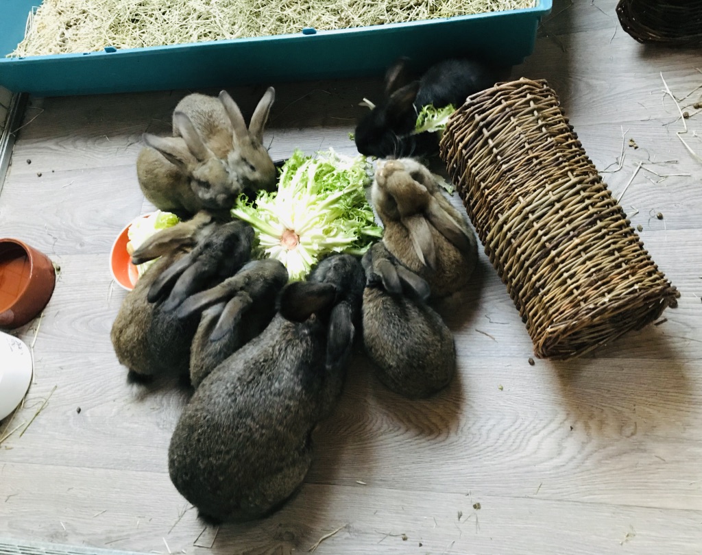 Même les bébés lapins mangent déjà des aliments riches en fibres
