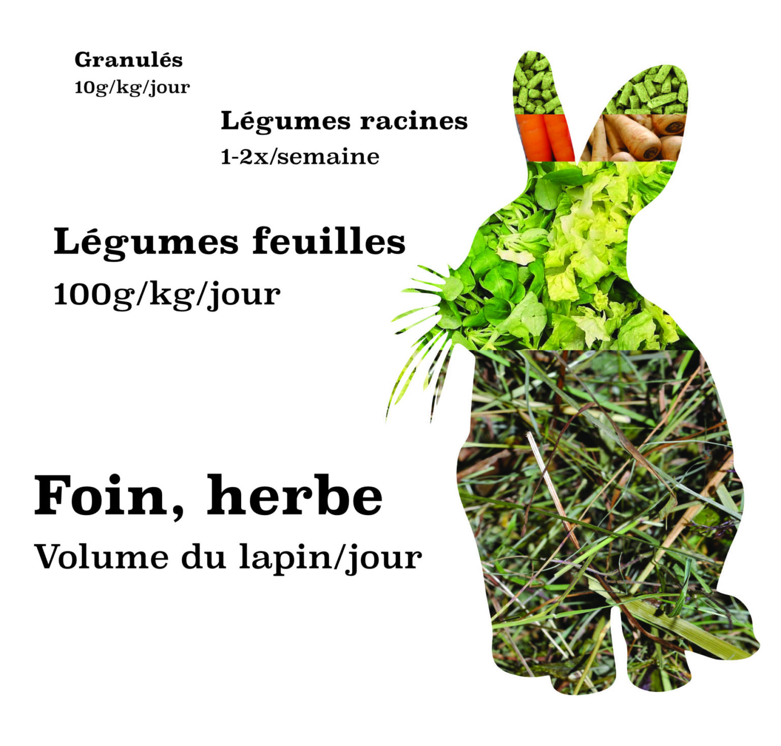 Combien De Fois Un Lapin Fait L'amour Par Jour L'alimentation du lapin - Cabinet vétérinaire am Bahnhof