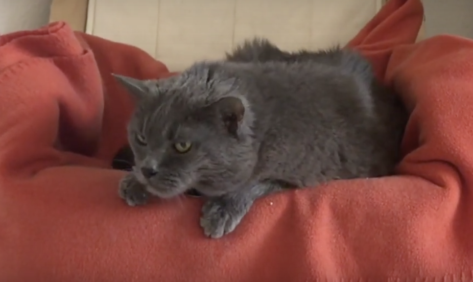Crise de toux chez un chat, vidéo sur Youtube