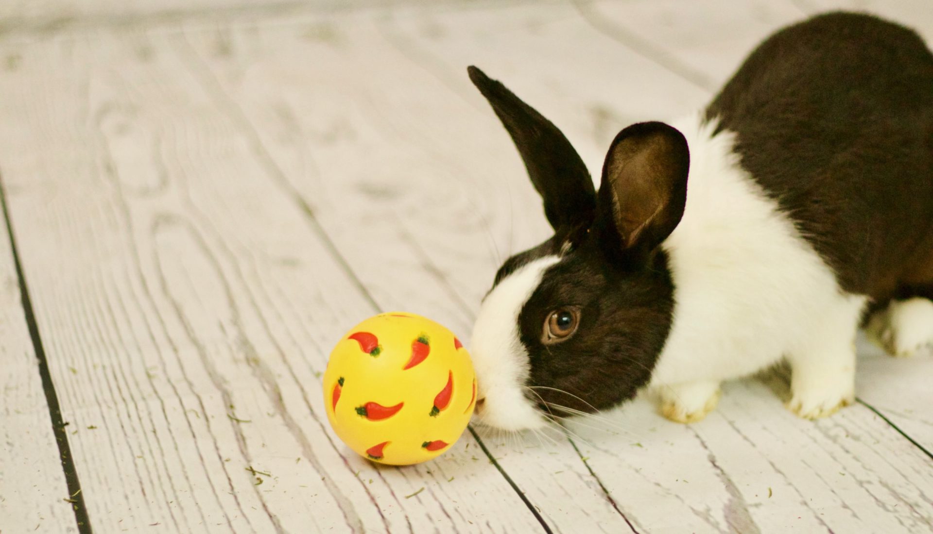 Kaninchen spielt mit seinem Futterspenderball