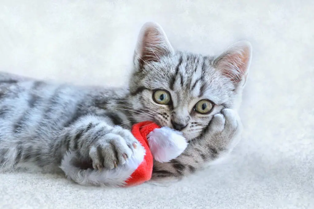 Chaton de Noël