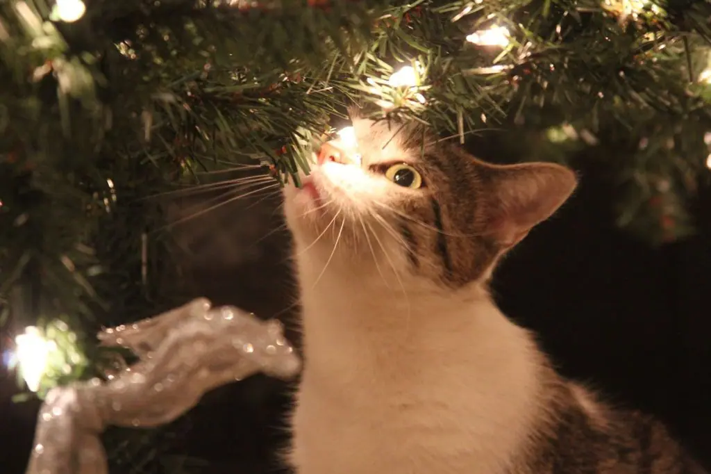 Chat sous le sapin