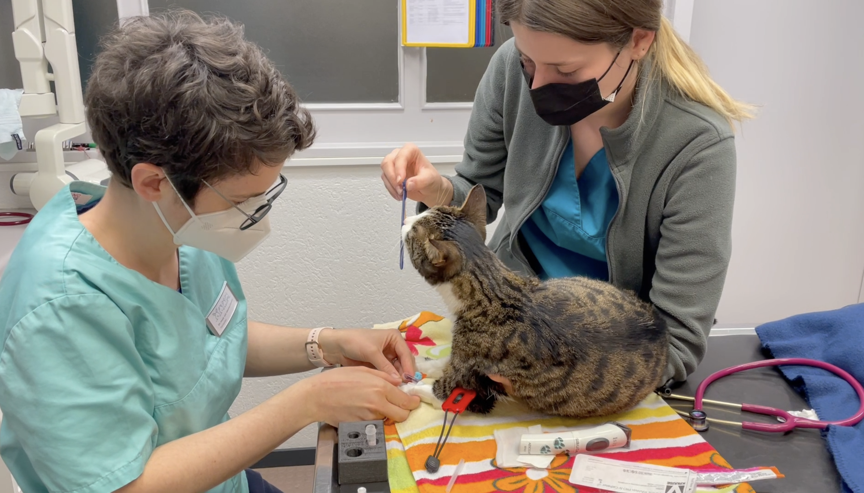 Katze am Fressen während Katheter setzen