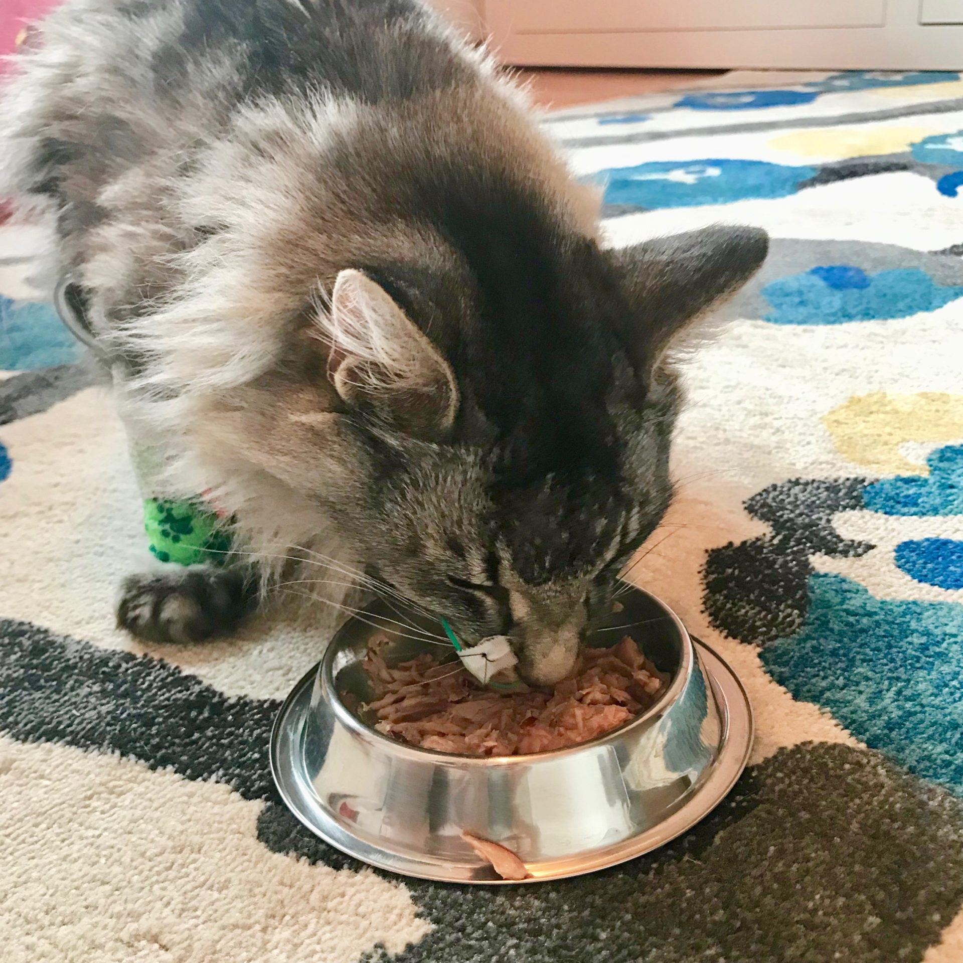 Mon chat ne mange plus vétérinaire am Bahnhof