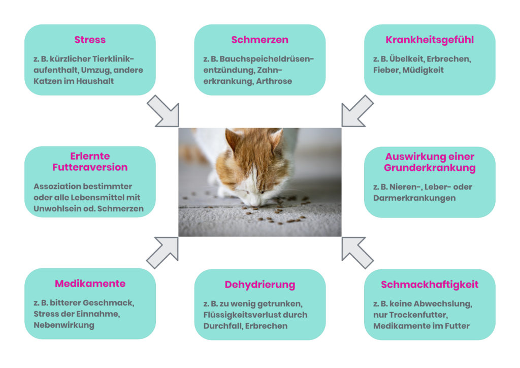 Ursachen von Appetitlosigkeit bei Katzen