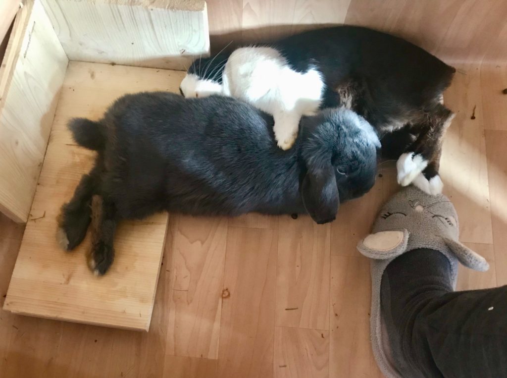 2 Kaninchen zufrieden am schlafen