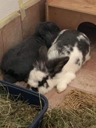 Kaninchen zusammen